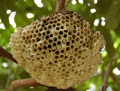 蜜蜂巢|蜂巢(蜜蜂所建巢穴):結構介紹,神奇結構,分類,藥用價值,。